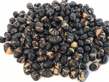 Casse-croûte contenus par vitamines de soja, santé Nuts de soja cru noir croustillant diplômées