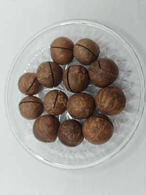 Noix de macadamie