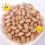 Kosher Halal certifié enduit rôti épicé jaune Edamame Snacks de haricots de soja ISO approuvé
