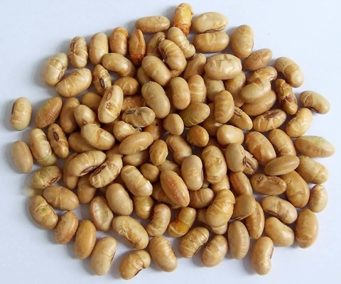 Kosher Halal certifié enduit rôti épicé jaune Edamame Snacks de haricots de soja ISO approuvé